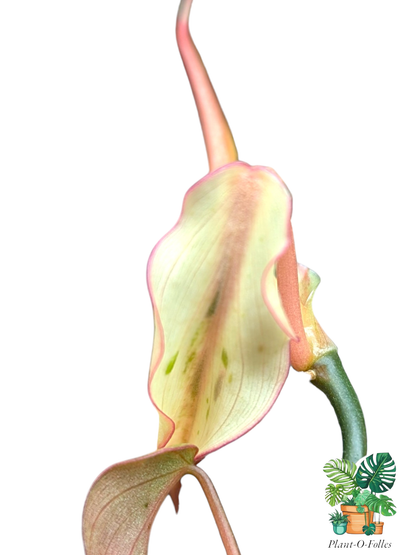 Philodendron ‘Micans Mint’ - Plant - O - Folles