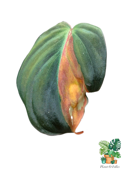 Philodendron ‘Micans Variegata’ - Plant - O - Folles