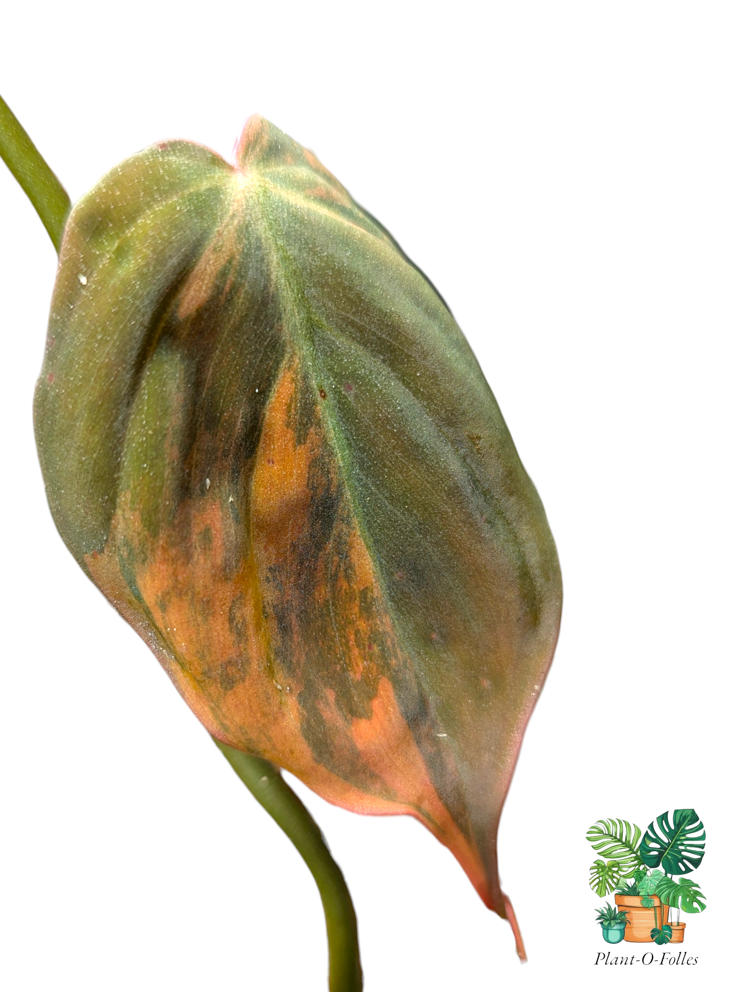 Philodendron ‘Micans Variegata’ - Plant - O - Folles