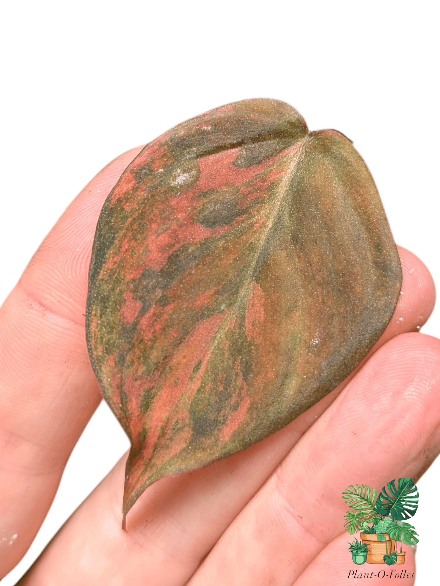 Philodendron ‘Micans Variegata’ - Plant - O - Folles