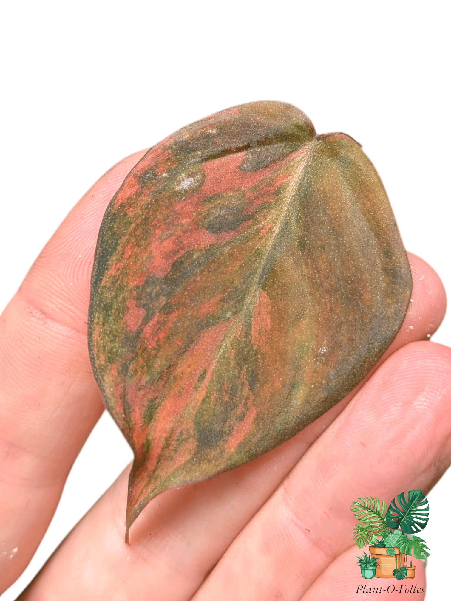 Philodendron ‘Micans Variegata’ - Plant - O - Folles
