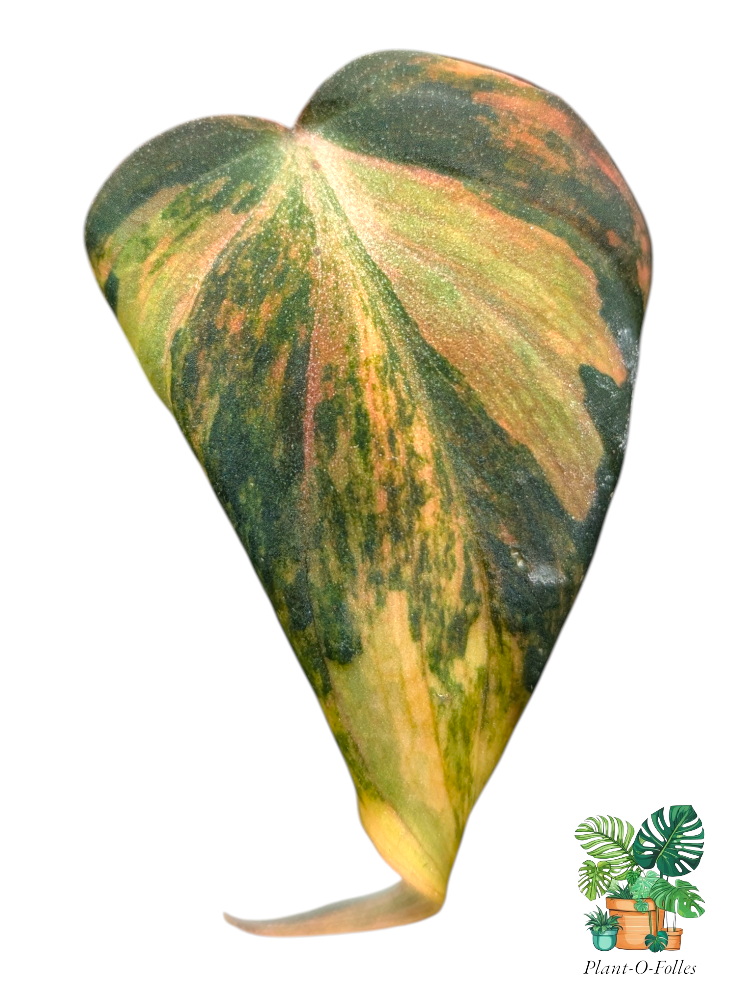 Philodendron ‘Micans Variegata’ - Plant - O - Folles