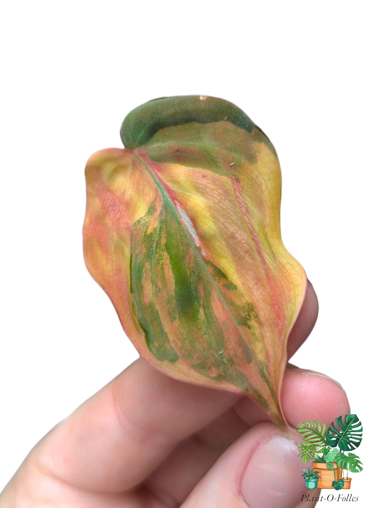Philodendron ‘Micans Variegata’ - Plant - O - Folles