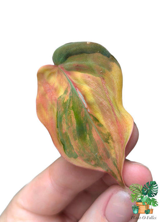 Philodendron ‘Micans Variegata’ - Plant - O - Folles