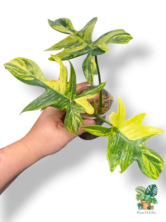 Philodendron pedatum ‘Variegata’ - plante élégante - Plant - O - Folles