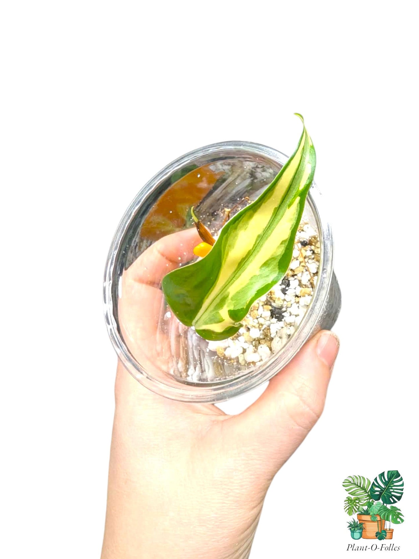 Philodendron rio - Plant - O - Folles