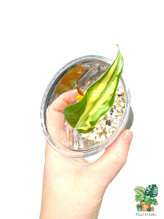 Philodendron rio - Plant - O - Folles