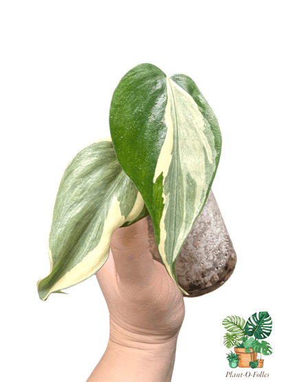 Philodendron rio - Plant - O - Folles
