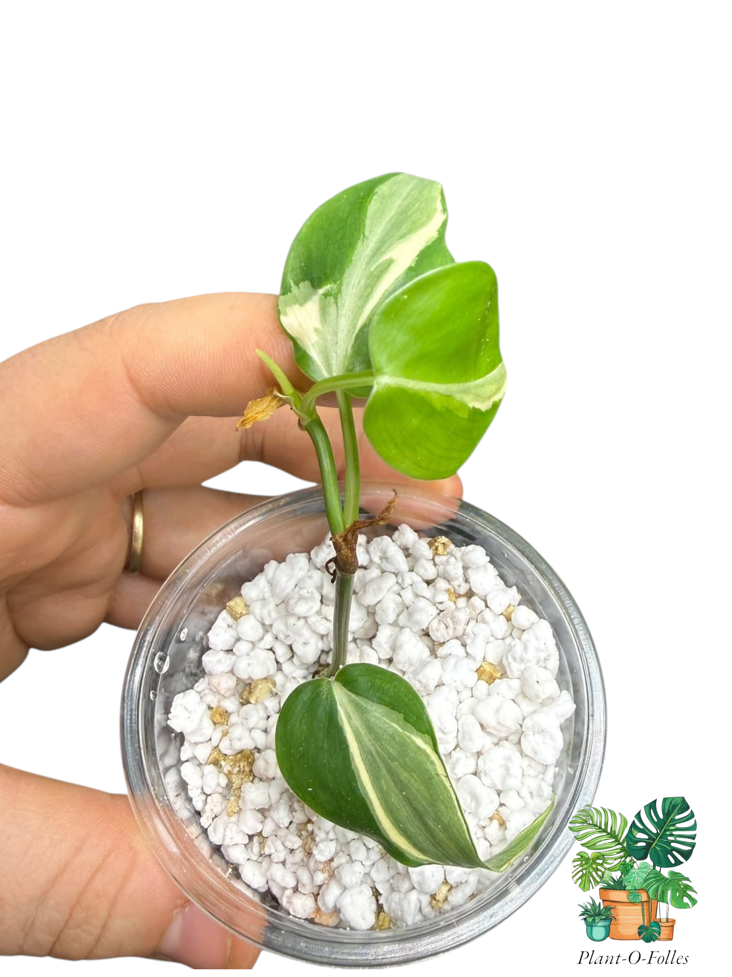 Philodendron rio - Plant - O - Folles