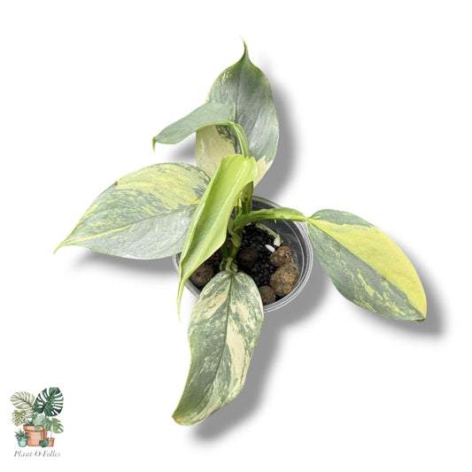 Philodendron Silver Sword Variegata, Rare Variegated Aroid, Tropical Indoor Plant, Arrow Leaf Houseplant for Collectors - Plant - O - Folles