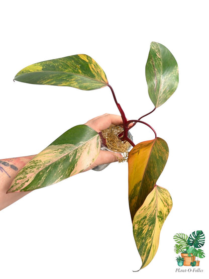 Philodendron ‘Strawberry Shake’ – Variété colorée - Plant - O - Folles