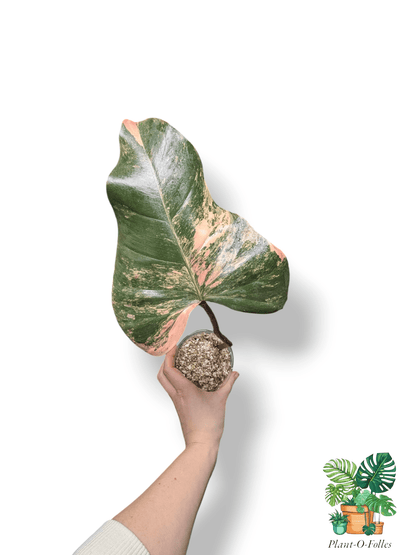 Philodendron ‘Strawberry Shake’ – Variété colorée - Plant - O - Folles