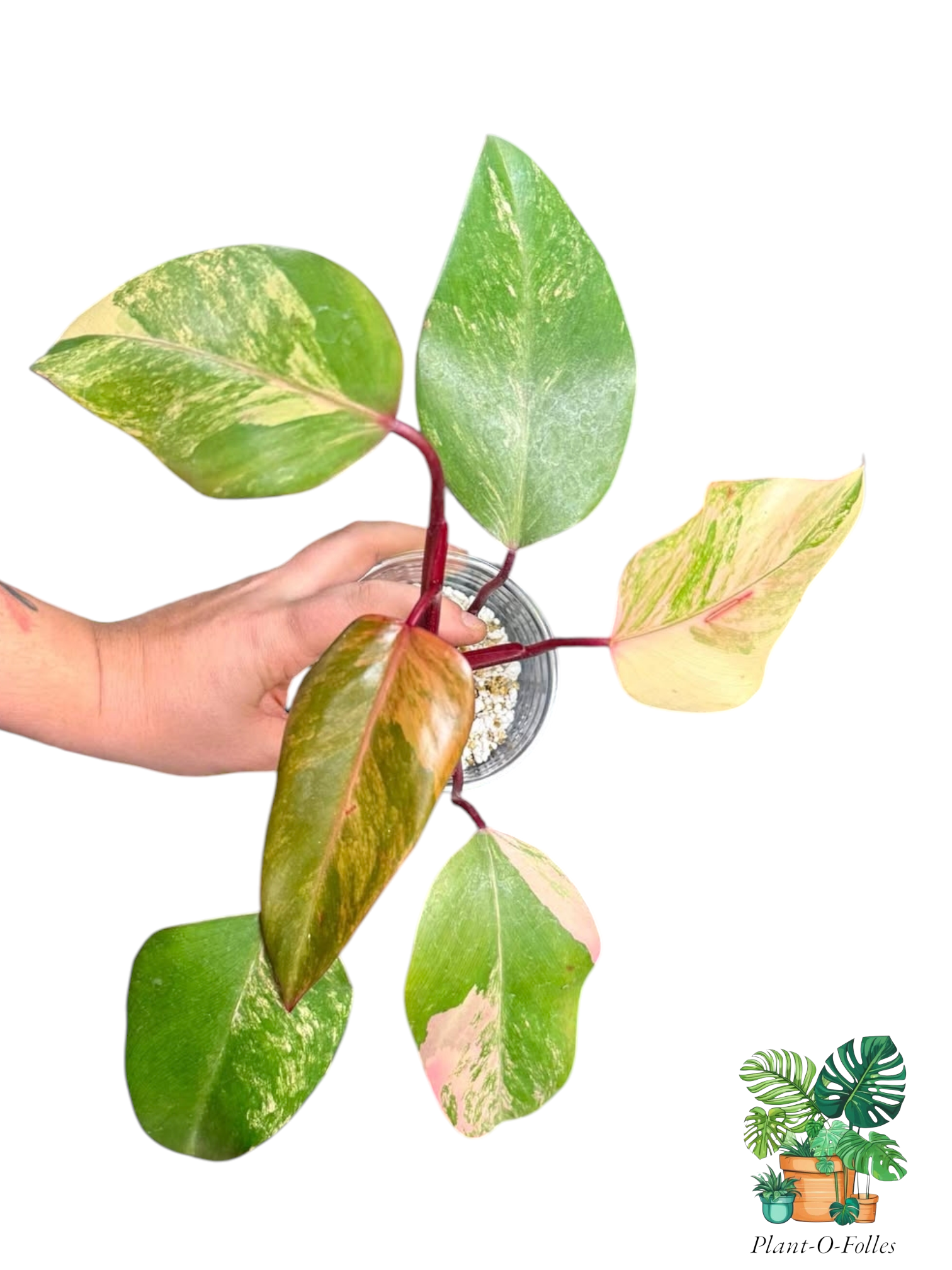 Philodendron ‘Strawberry Shake’ – Variété colorée - Plant - O - Folles