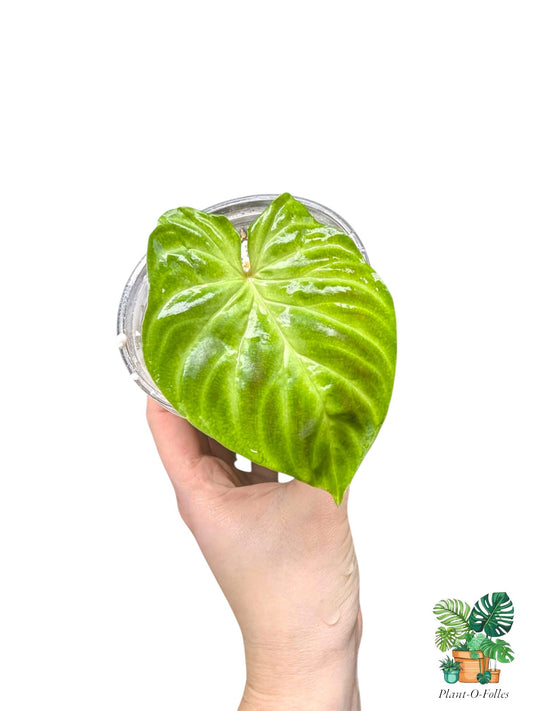 Philodendron verrucosum - Plant - O - Folles
