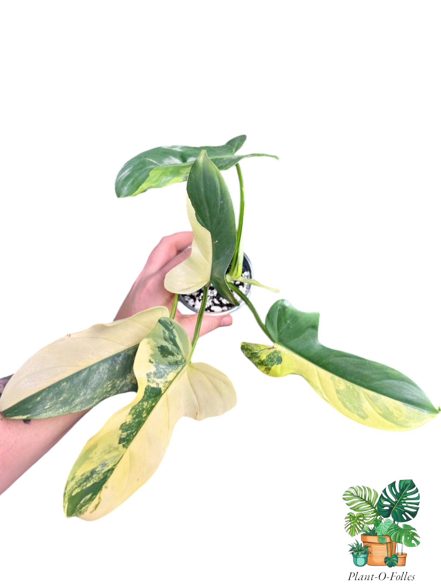 Philodendron Violon Variegated - Plant - O - Folles