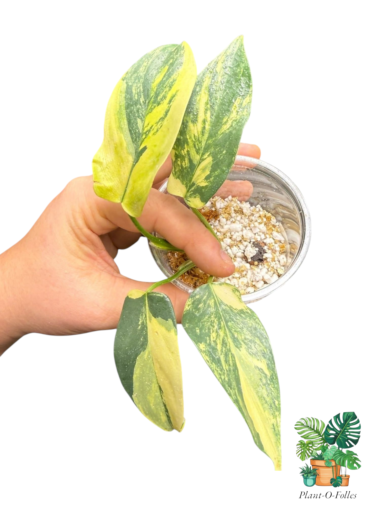 Philodendron Violon Variegated - Plant - O - Folles