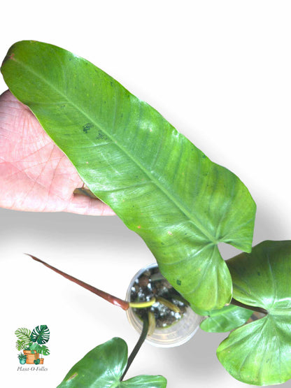 Philodendron Whipple Way Full Mint, Rare Variegated Aroid, Tropical Indoor Plant, Arrow Leaf Houseplant for Collectors - Plant - O - Folles