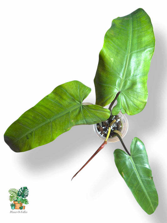 Philodendron Whipple Way Full Mint, Rare Variegated Aroid, Tropical Indoor Plant, Arrow Leaf Houseplant for Collectors - Plant - O - Folles