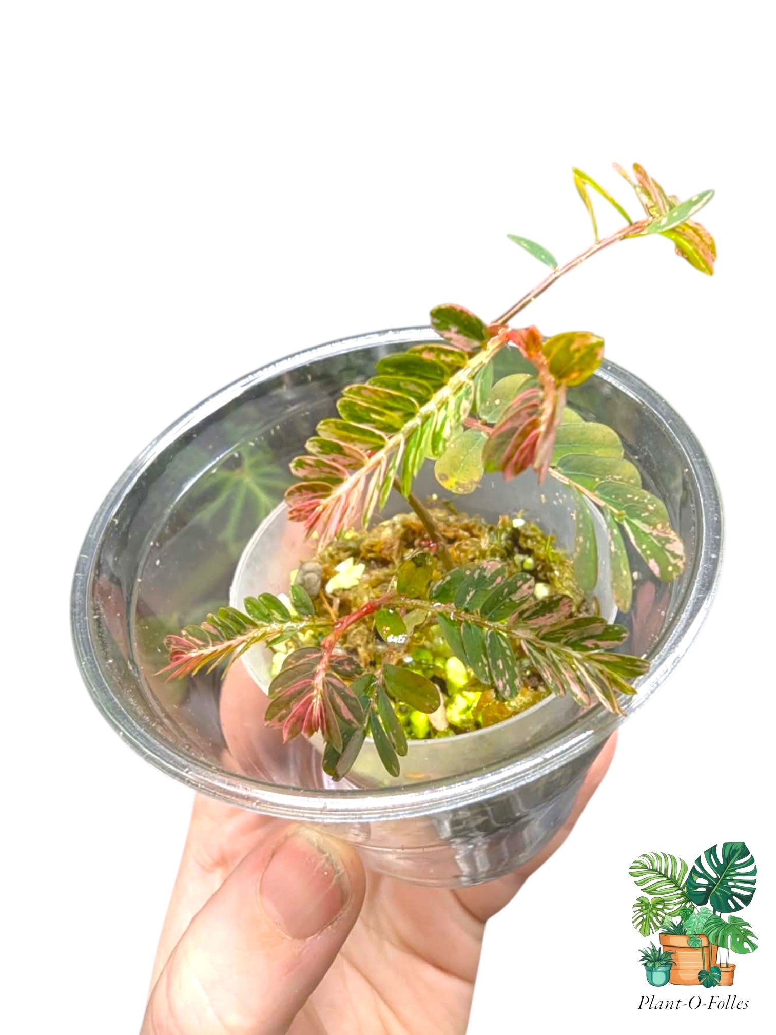 Phyllanthus urinaria ‘Pink Variegated’ - Plant - O - Folles