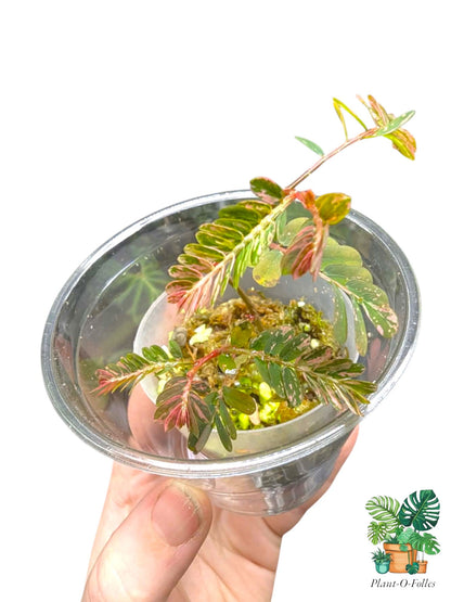 Phyllanthus urinaria ‘Pink Variegated’ - Plant - O - Folles