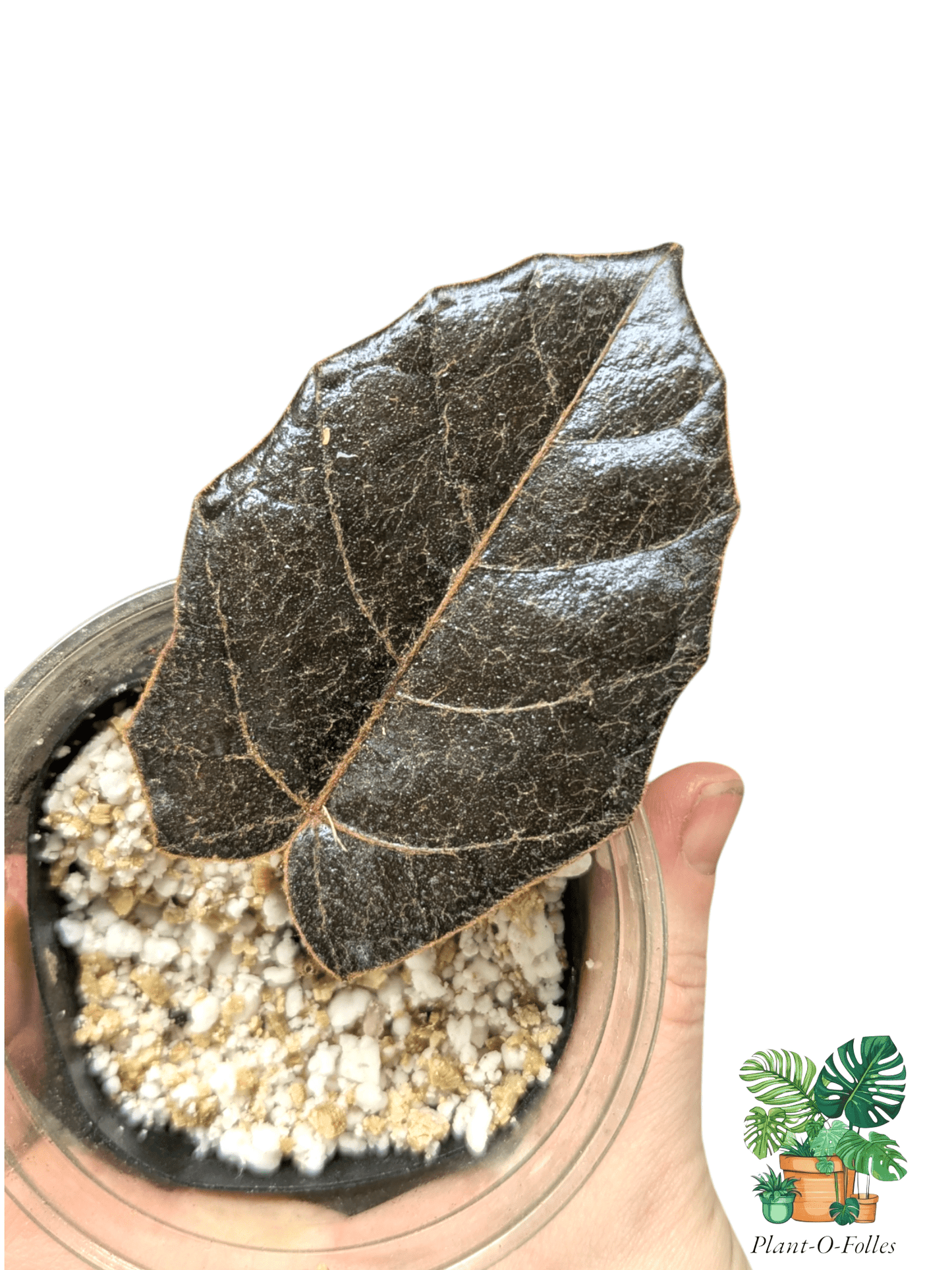 Piper ‘Batman’ – Variété tropicale rare - Plant - O - Folles