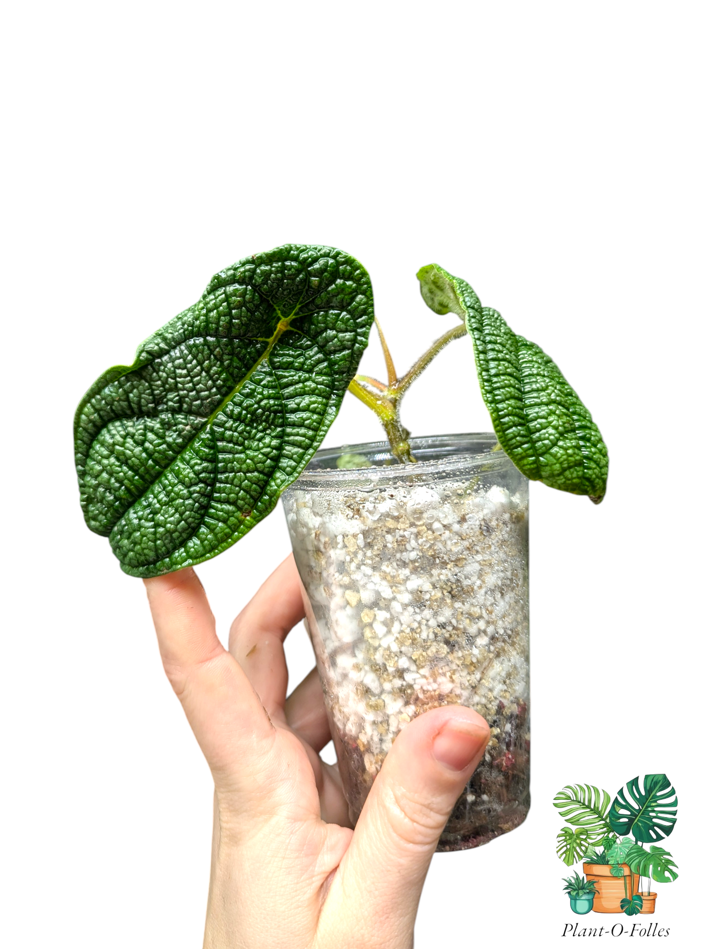 Piper parmatum - Plant - O - Folles