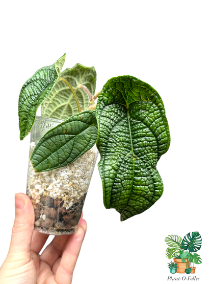 Piper parmatum - Plant - O - Folles