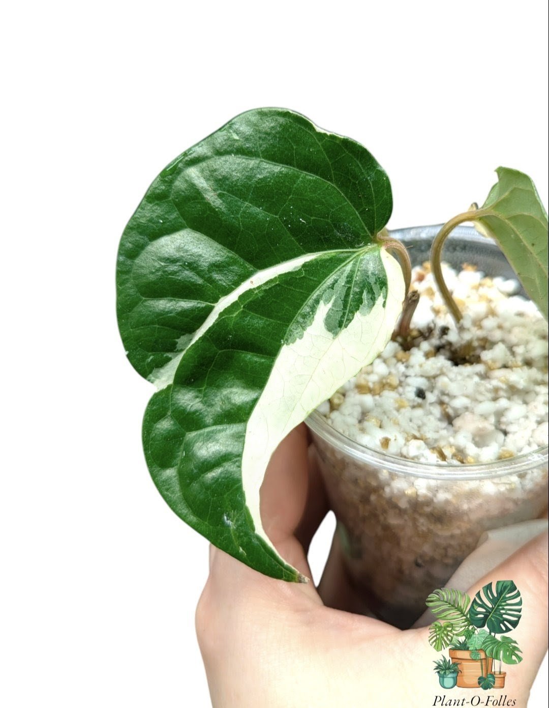 Piper sp. albo variegata - Plant - O - Folles