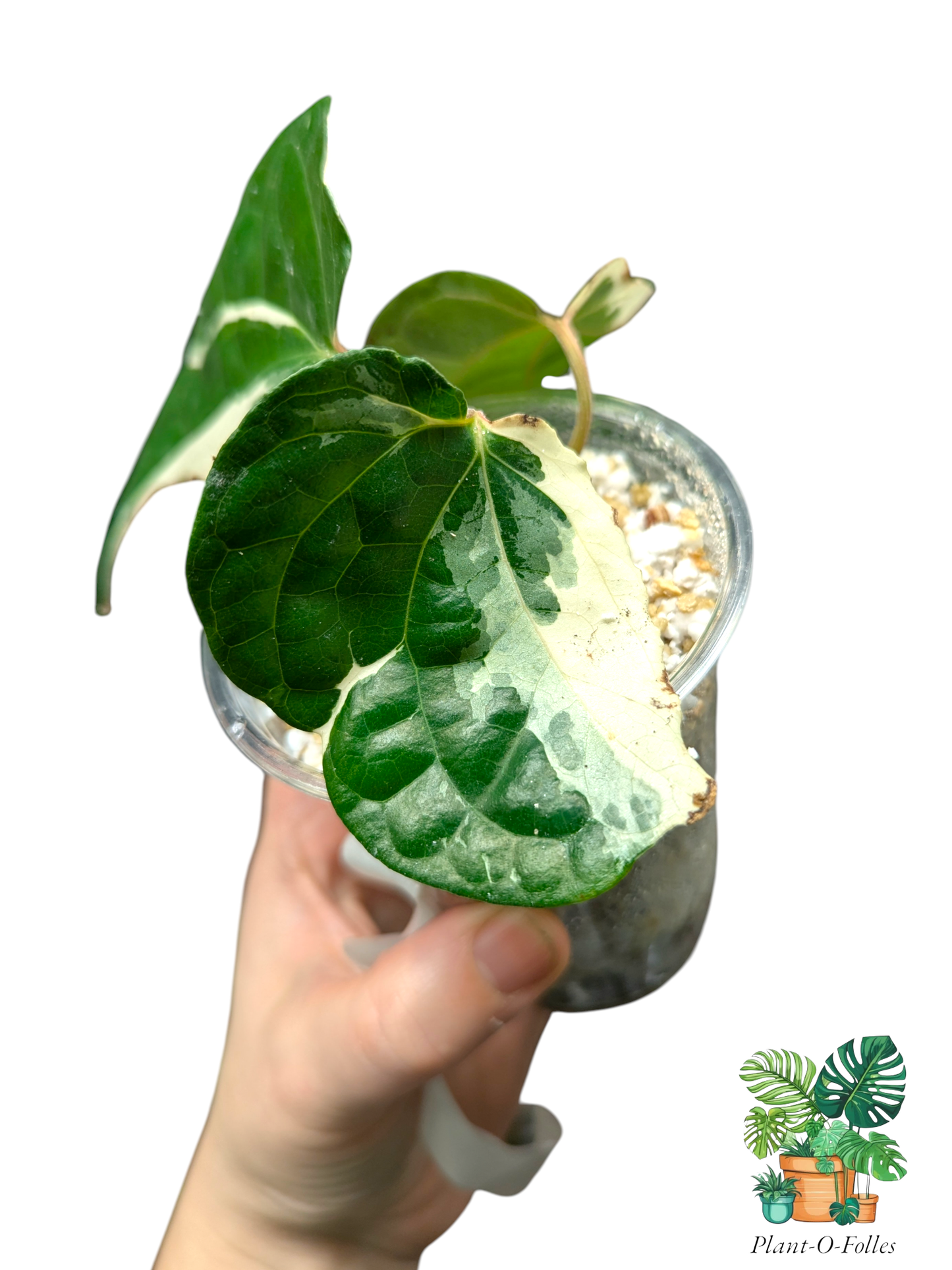 Piper sp. albo variegata - Plant - O - Folles