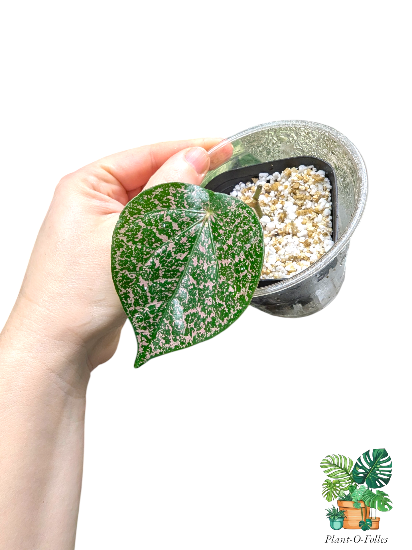 Piper sp. Indonesia ‘Pink’ – Variété tropicale rare - Plant - O - Folles