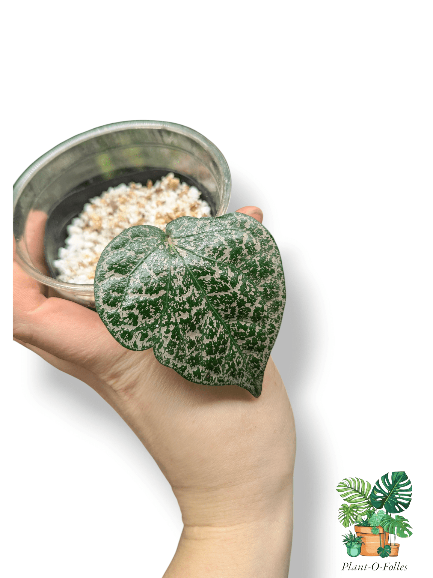 Piper sp. Indonesia ‘Pink’ – Variété tropicale rare - Plant - O - Folles