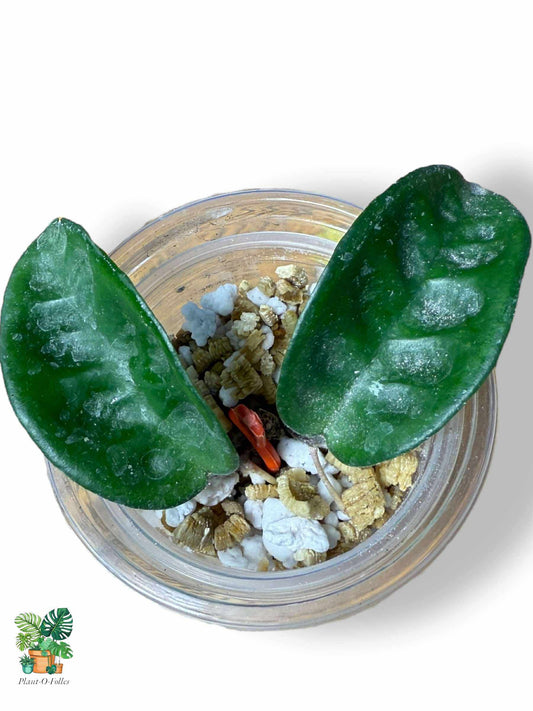 Hoya carnosa Krinkle 8 — Rare Tropical Hoya with Crinkled Foliage