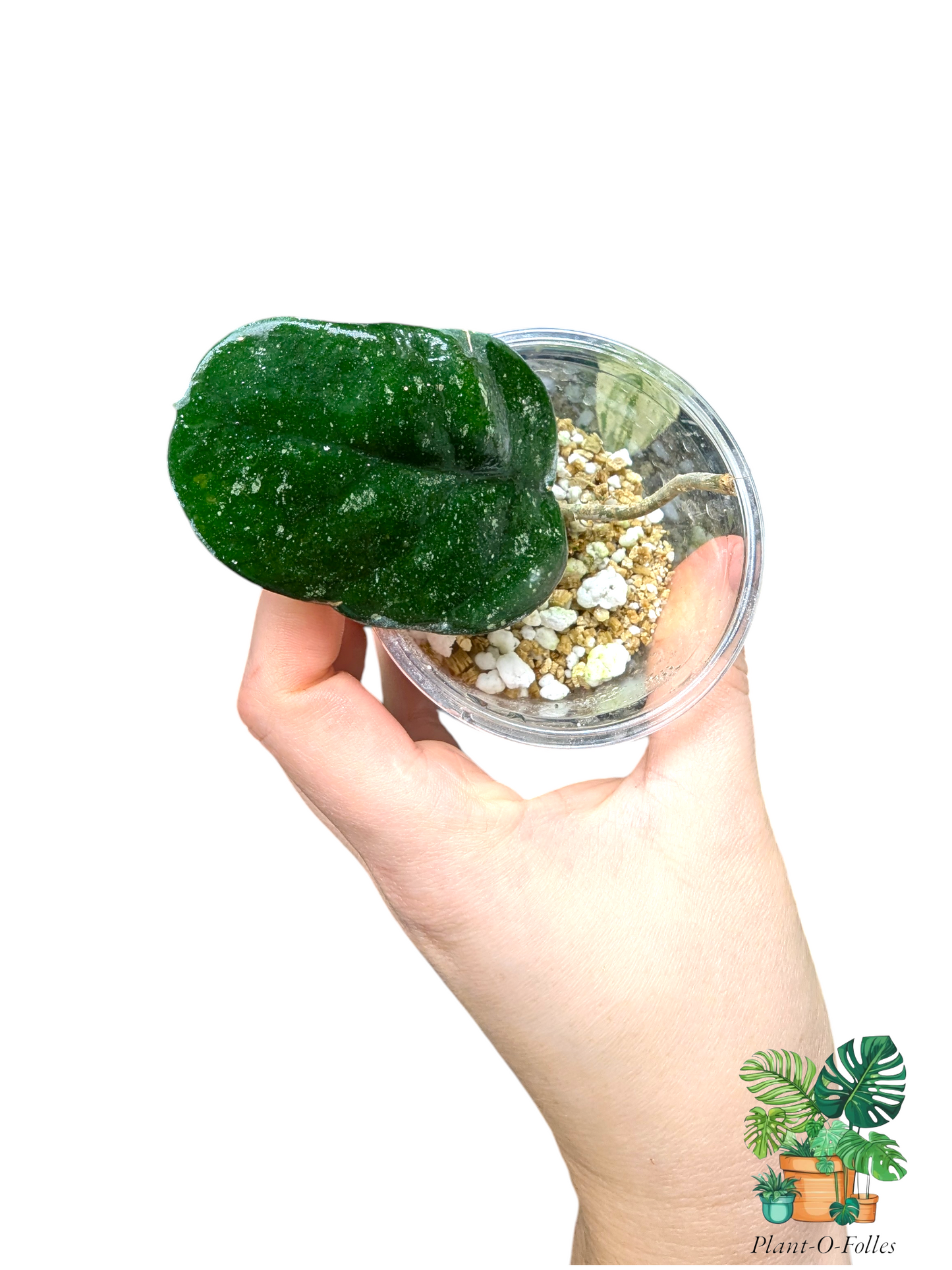 Hoya bonii – Variété tropicale rare