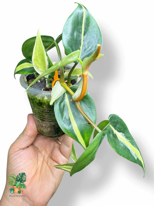 Philodendron Silver Stripe — Tropical Philodendron with Striking Foliage
