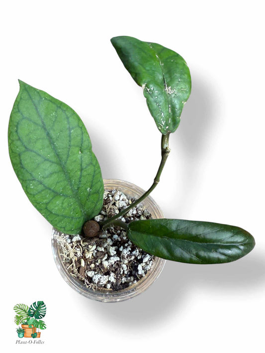 Hoya vitellinoides, Rare Variegated Aroid, Tropical Indoor Plant, Arrow Leaf Houseplant for Collectors