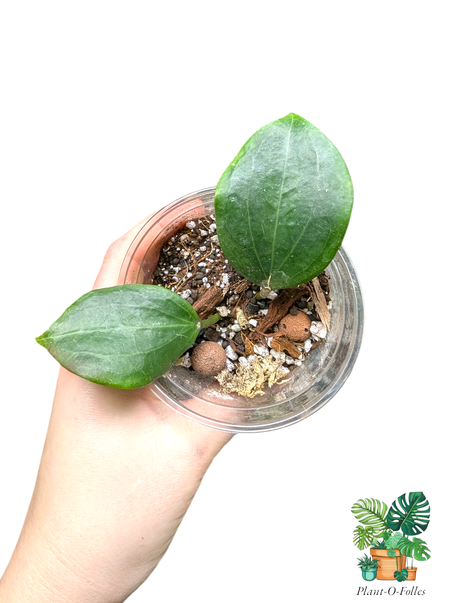 Hoya quinquenervia – Variété tropicale rare