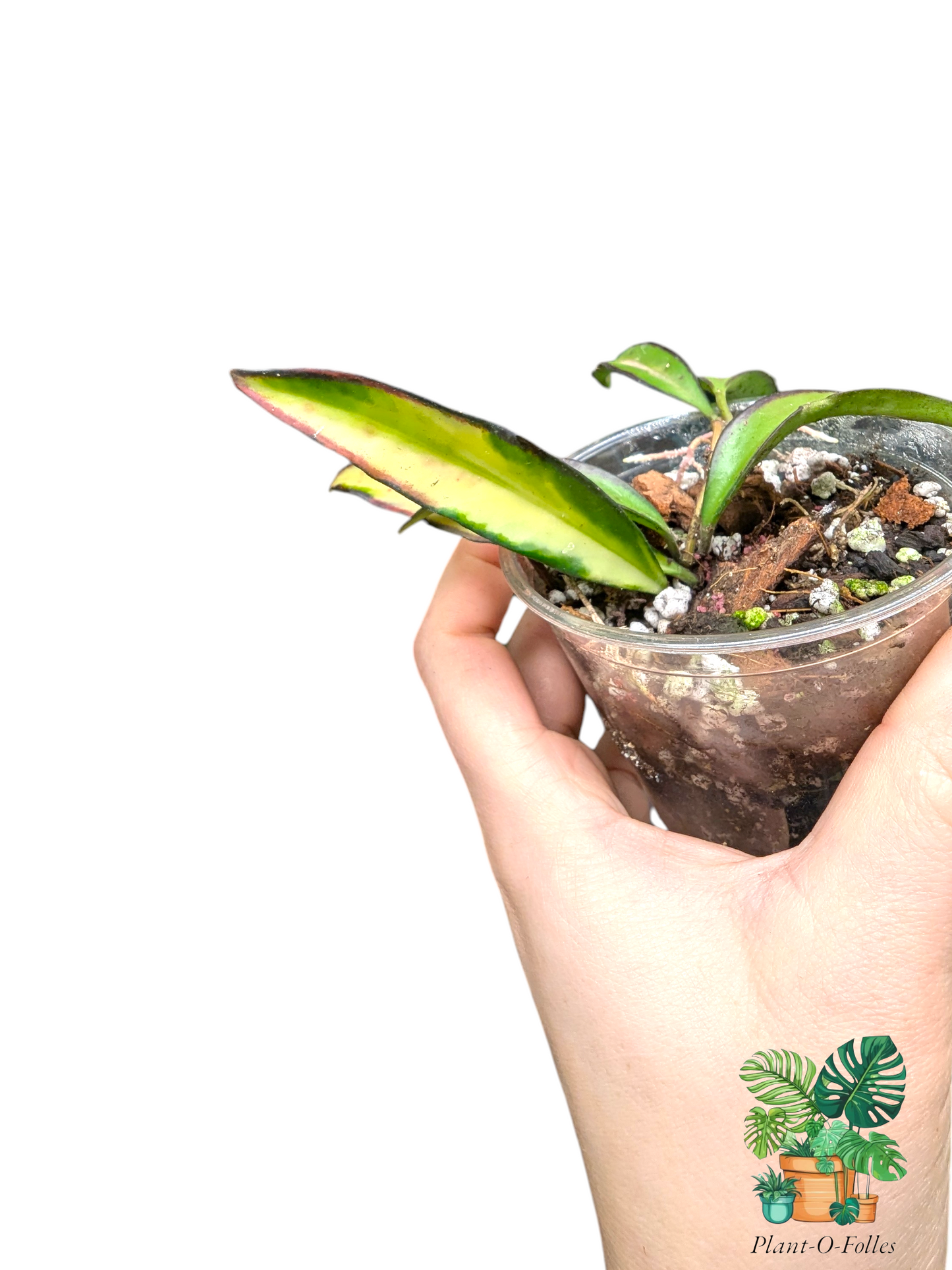 Hoya wayetii ‘Tricolor’ – Variété tropicale panachée