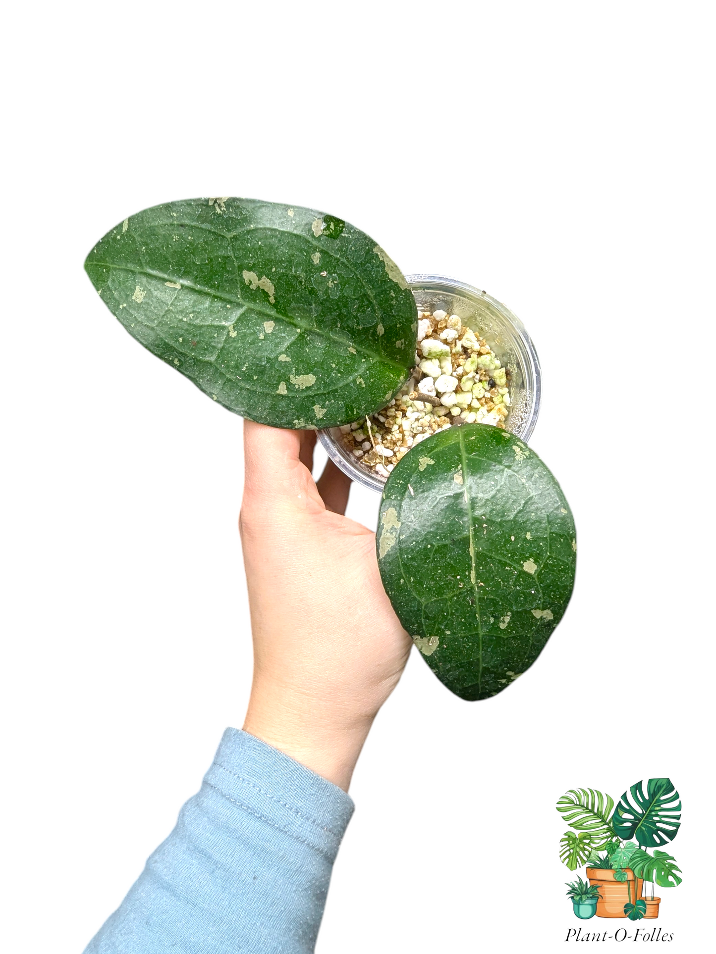 Hoya ‘Bird of Paradise’ – Variété tropicale rare