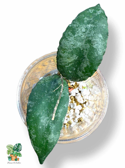 Hoya caudata, Rare Variegated Aroid, Tropical Indoor Plant, Arrow Leaf Houseplant for Collectors
