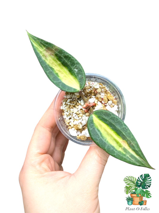 Hoya latifolia ‘Pot of Gold’ (anciennement macrophylla) – Variété tropicale panachée