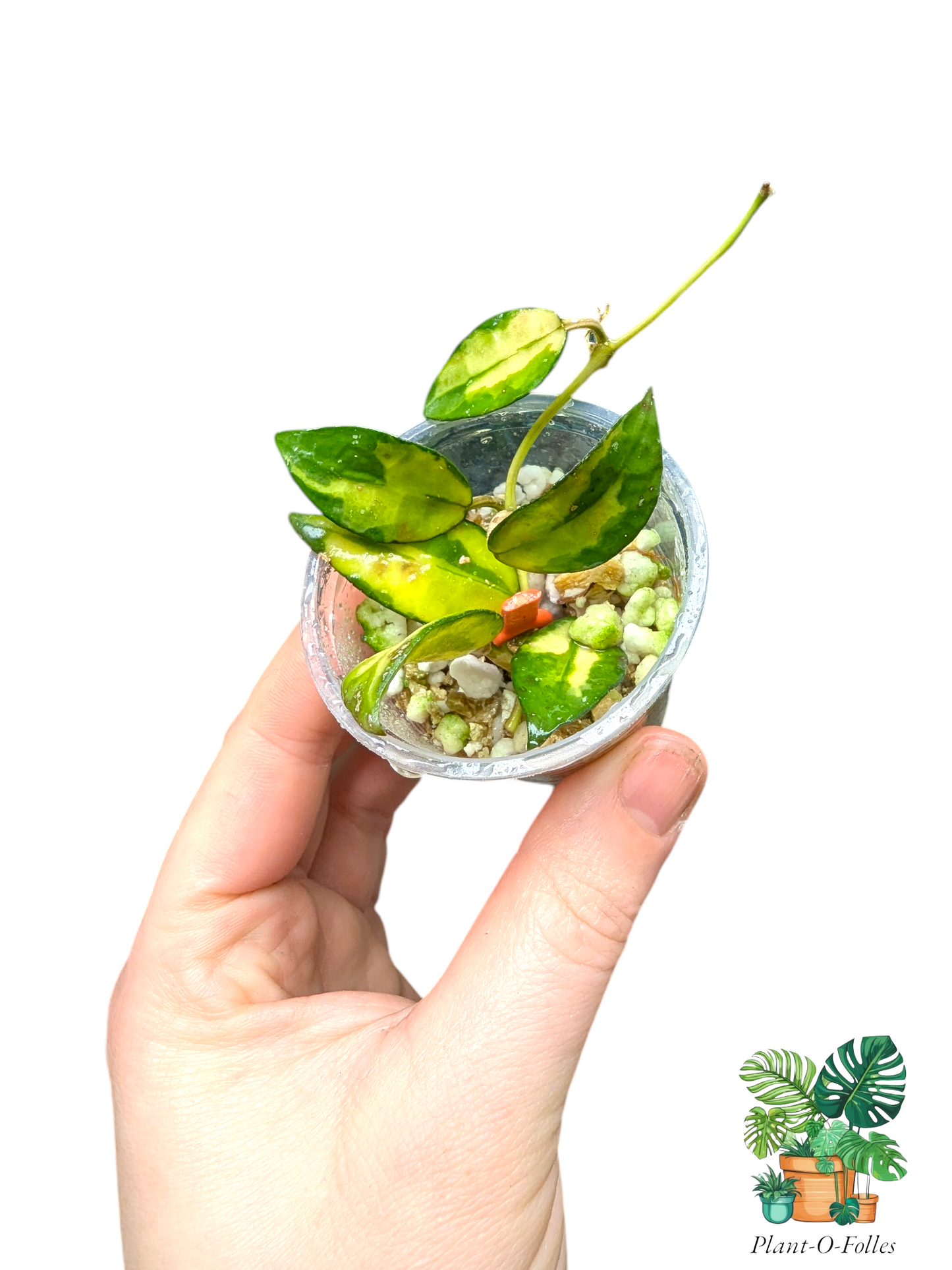 Hoya lacunosa golden flame - plante de collection