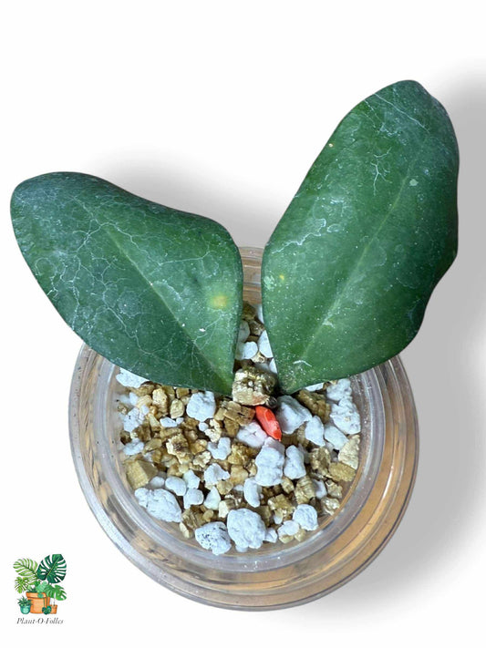 Hoya batutikarensis — Rare Tropical Hoya with Striking Foliage