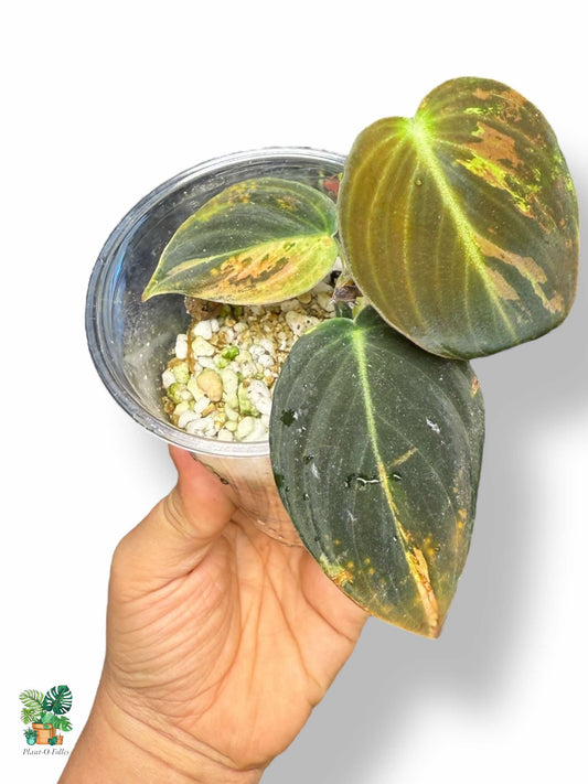 Philodendron melanochrysum Variegata — Rare Tropical Philodendron with Variegated Foliage