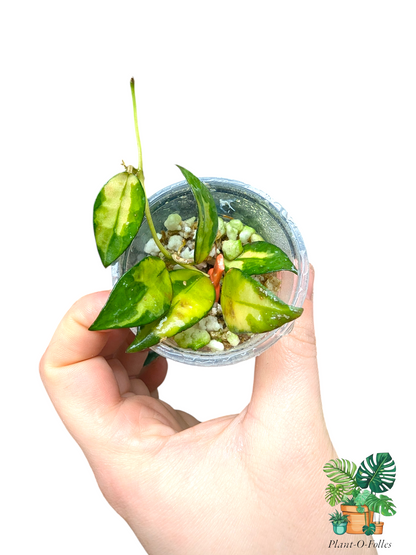 Hoya lacunosa golden flame - plante de collection