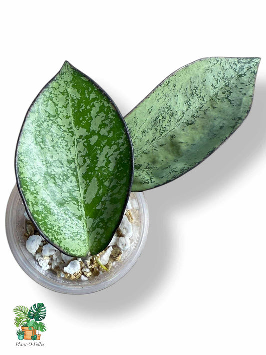 Hoya patcharawalai silver, Rare Variegated Aroid, Tropical Indoor Plant, Arrow Leaf Houseplant for Collectors