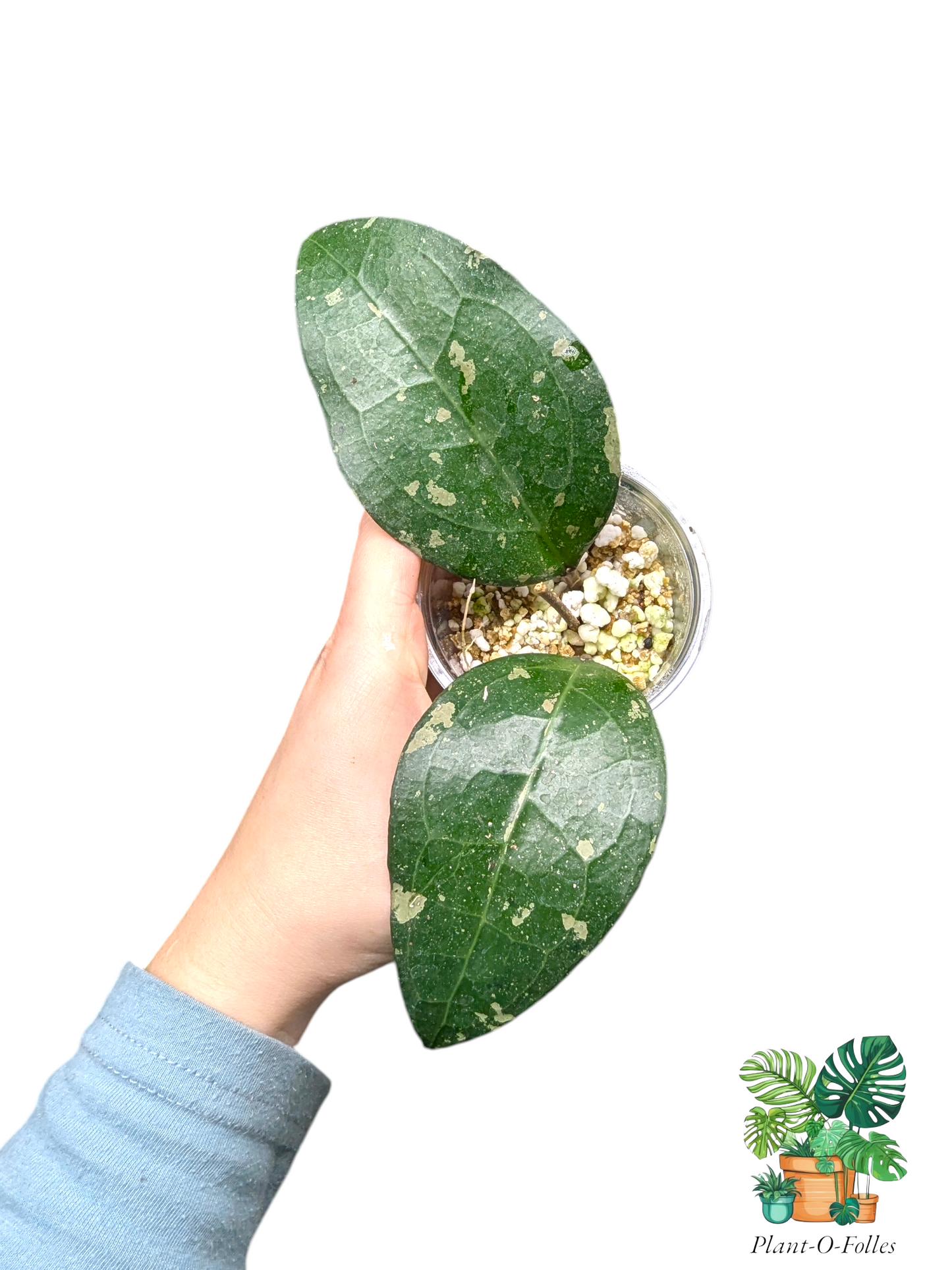 Hoya ‘Bird of Paradise’ – Variété tropicale rare