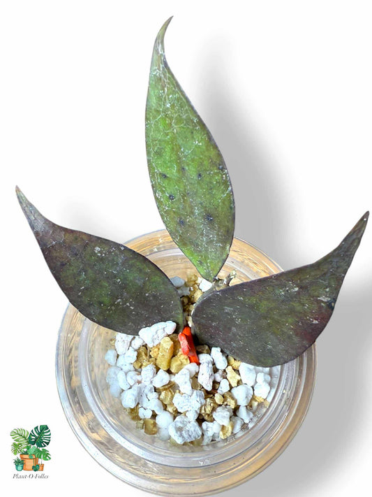 Hoya ignorata — Rare Tropical Hoya with Stunning Foliage