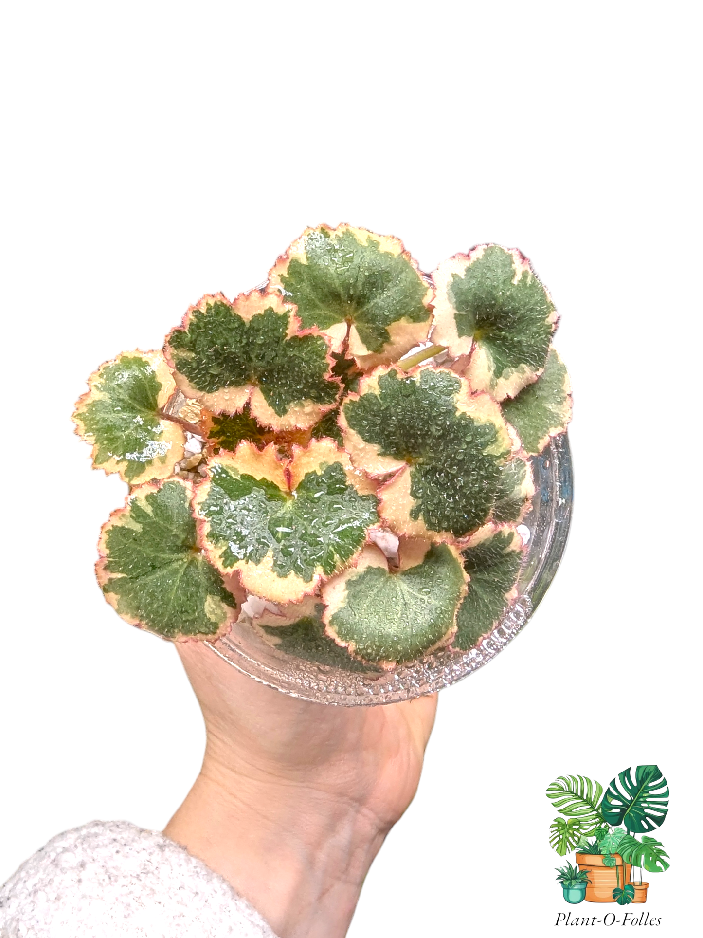 Saxifraga stolonifera ‘Tricolor’ - Strawberry Begonia - Plant - O - Folles