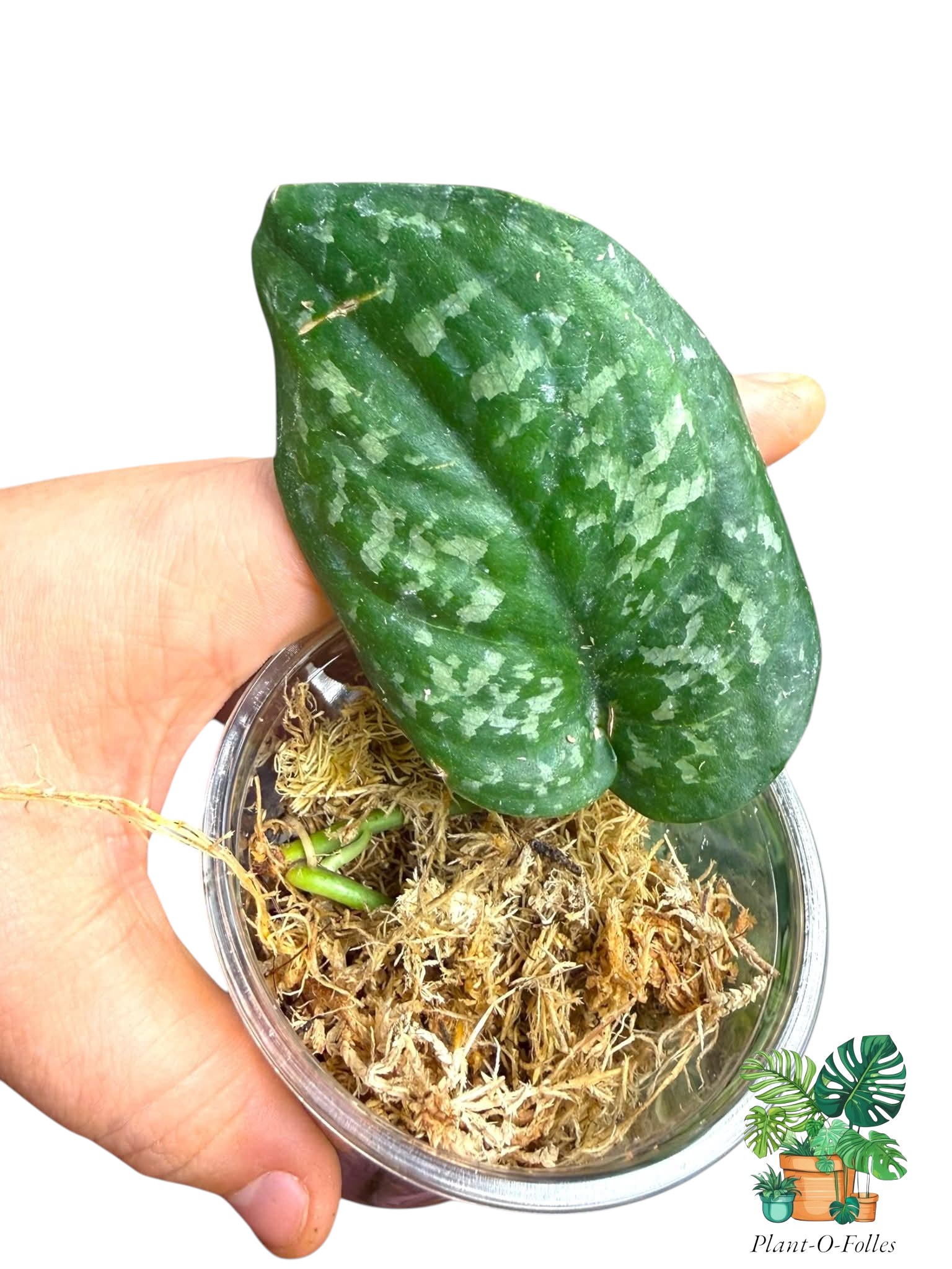 Scindapsus Argyraeus Dark Kalbar Kapuas Hulu - Plant - O - Folles