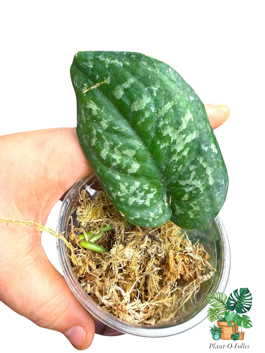 Scindapsus Argyraeus Dark Kalbar Kapuas Hulu - Plant - O - Folles